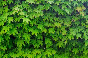 The image of the green leaves of maple