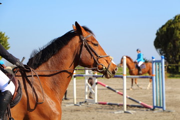 Cheval lors d'un concours hippique
