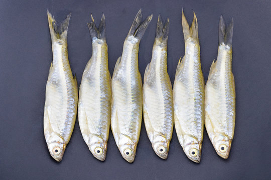 Minnow (Apollo shark) fish - scientific name is "Luciosoma bleekeri"