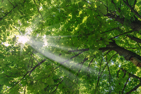 Sun between the leaves of chestnut