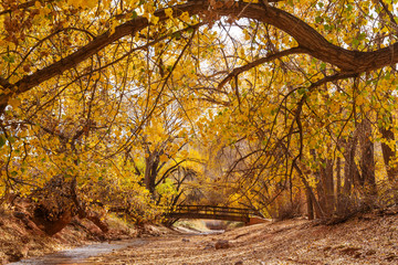 Bridge in autumn forest