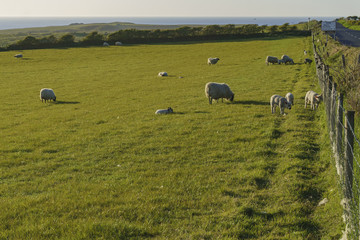 Fototapeta na wymiar Beautiful rural scene with sheeps