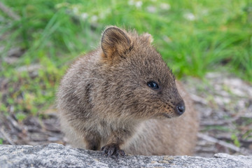 Cute qoakka. Rottnest Island, Western Australia