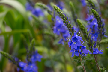 Detail Veronica austriaca 'Königsblau' 