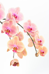 Peach Phalaenopsis orchids close up