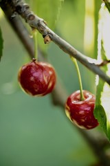 Cerises du Languedoc Roussillon