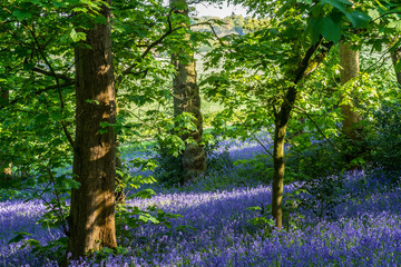 Carpet of bluebells at Lickey Hill Country Park in Birmingham
