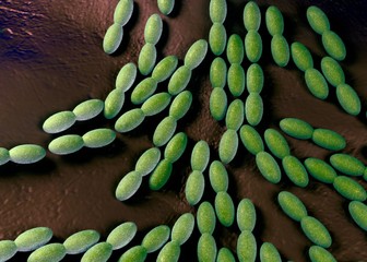 3d rendering - acetobacter bacteria