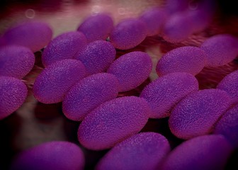 3d rendering - acetobacter bacteria
