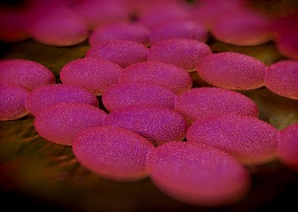 3d rendering - acetobacter bacteria