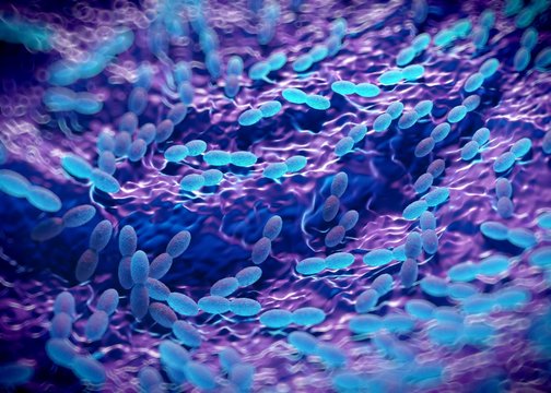 3d rendering - acetobacter bacteria