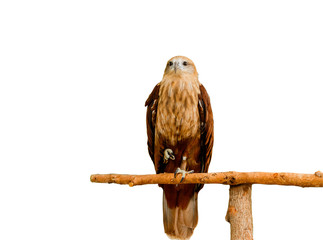 Close up portrait of a red tailed hawk isolate on white background.