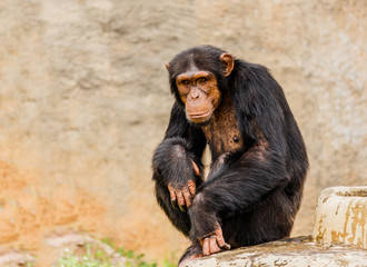 The portrait of black chimpanzee