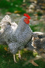 Rooster near chickens on a green background.