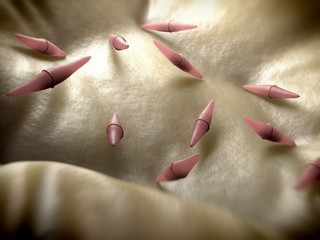 3d rendering - closterium desmid