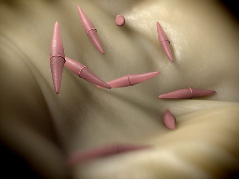 3d rendering - closterium desmid