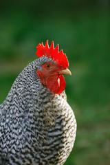 Portrait of a rooster close-up on a green background.
