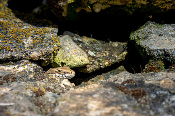 Springtime. Macro shot of a salamander.