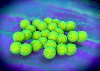 3d rendering - Neisseria gonorrhoeae bacteria