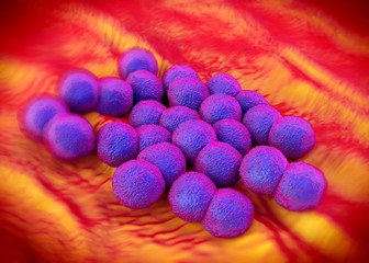 3d rendering - Neisseria gonorrhoeae bacteria