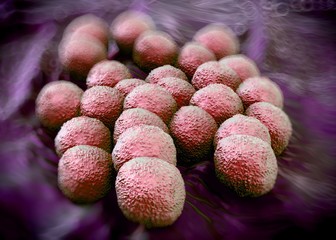 3d rendering - Neisseria gonorrhoeae bacteria