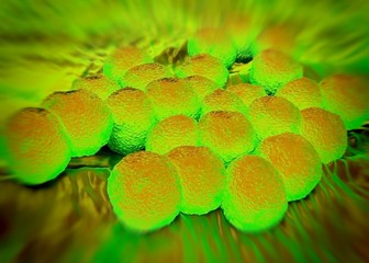 3d rendering - Neisseria gonorrhoeae bacteria