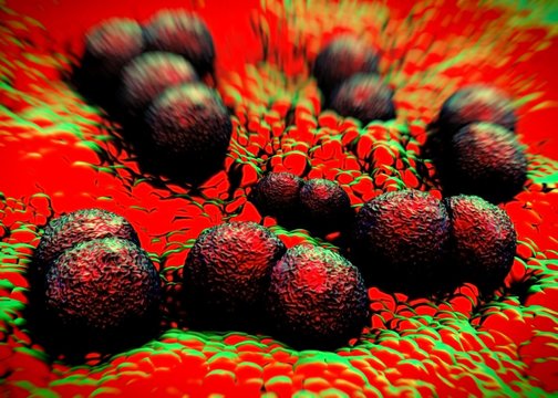 3d rendering - Neisseria gonorrhoeae bacteria