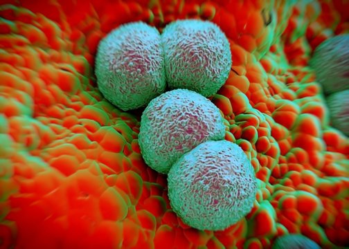 3d rendering - Neisseria gonorrhoeae bacteria