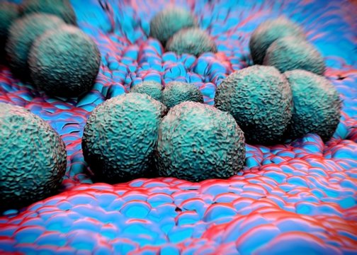 3d Rendering - Neisseria Gonorrhoeae Bacteria