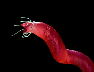 3d rendering - Nematode worm