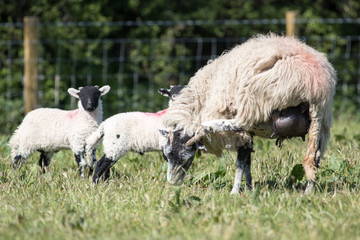 Obraz na płótnie Canvas Adult sheep with lambs in a field scratches her head