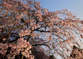 Obraz premium 田ノ頭郷のしだれ桜 