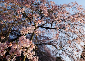 田ノ頭郷のしだれ桜
