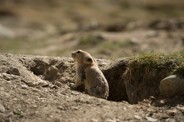 Himalayan Marmot