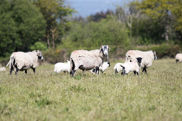 Obraz na płótnie Canvas Adult sheep with lambs in a field