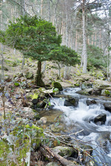 Arroyo del Sestil. Madrid