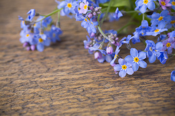 niezapominajki-kwiaty na wiosnę