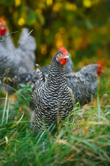 Chicken in the grass on a background of autumn leaves.