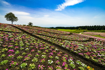 Obraz premium くじゅう花公園