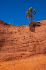 Lone pine on the top of bright orange ocher cliff on blue sky background  in the Colorado Provencal...