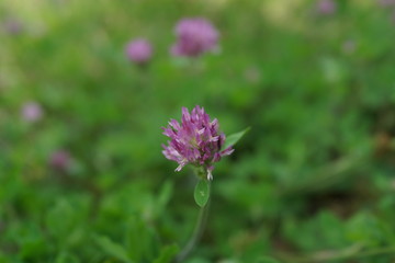 red clover