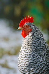 Portrait of a rooster on a blurred background.