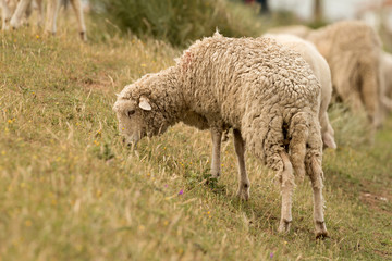 Flock of sheep grazing
