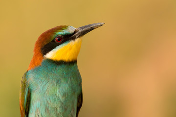 Obraz premium Portrait of a colourful bird