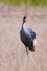 Grey crowned crane