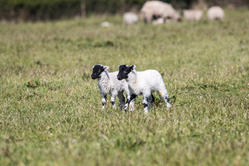 Fototapeta premium Cute lambs with black heads play outside in a field