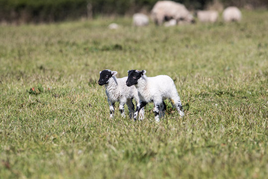 Cute lambs with black heads play outside in a field