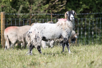 Partial shearing sheep in a field