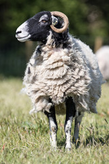 Fototapeta premium Vertical shot of an adult swaledale sheep ewe stood in a field