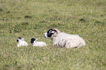 Mother sheep with two lambs in field of grass
